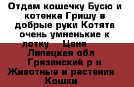 Отдам кошечку Бусю и котенка Гришу в добрые руки.Котята очень умненькие,к лотку  › Цена ­ 1 - Липецкая обл., Грязинский р-н Животные и растения » Кошки   
